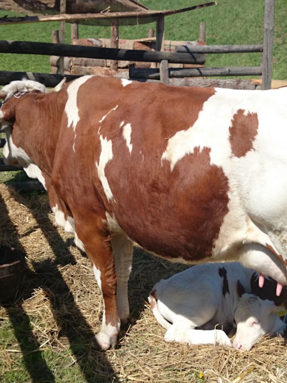 Jakie mogą być konsekwencje zapalenia wymion u krów?