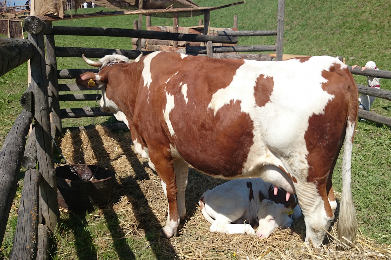 Jakie mogą być konsekwencje zapalenia wymion u krów?