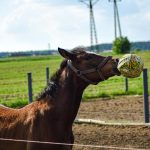 Suplementacja żywieniowa dla zwierząt gospodarskich i ich zdrowie