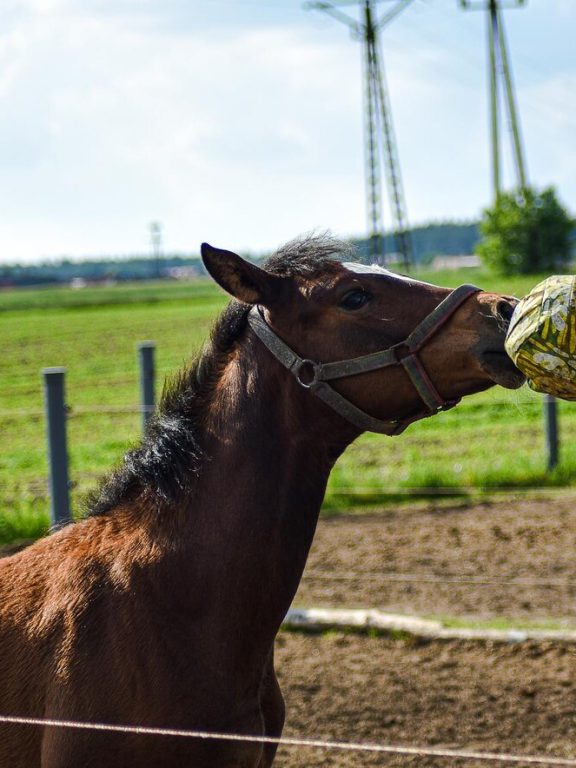 Suplementacja żywieniowa dla zwierząt gospodarskich i ich zdrowie